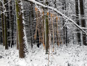 Klangbogen am Tag danach